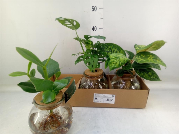 <h4>Planten  ..mix</h4>