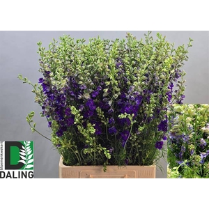 Delph Ridder Blue Daling