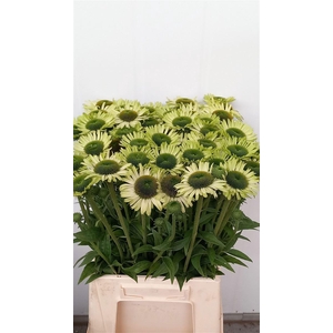 Echinacea Pu Green Jewel