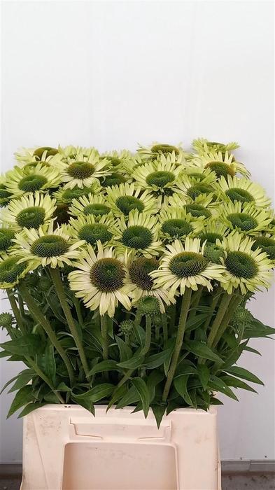 <h4>Echinacea Green Jewel</h4>