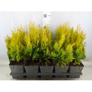 Thuja plicata 'Goldy'
