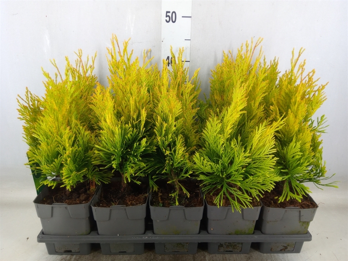 <h4>Thuja plicata 'Goldy'</h4>
