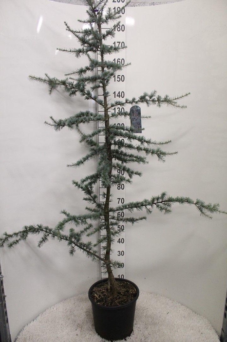 <h4>Cedrus libani 'Glauca' P32 potgekweekt</h4>