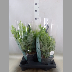 Phlebodium aureum 'Davana'