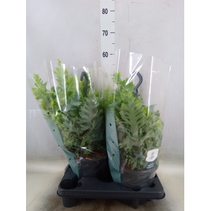 Phlebodium aureum 'Davana'