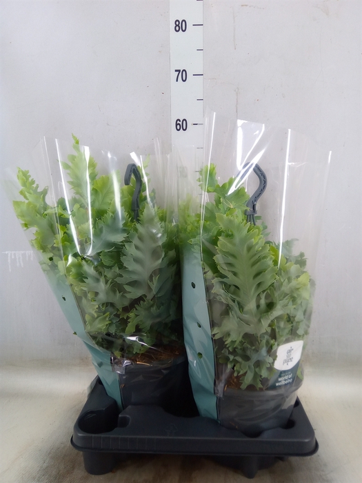 <h4>Phlebodium aureum 'Davana'</h4>