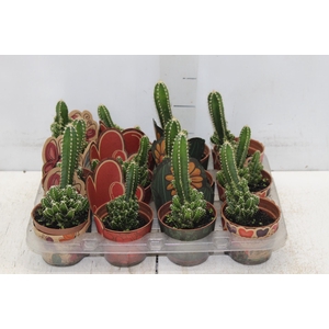 CACTUS ACANTHOCEREUS TETRAGONUS P09