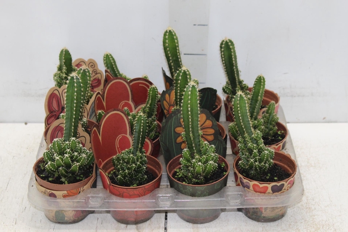 CACTUS ACANTHOCEREUS TETRAGONUS P09