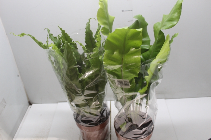 <h4>ASPLENIUM VARIADO P17</h4>