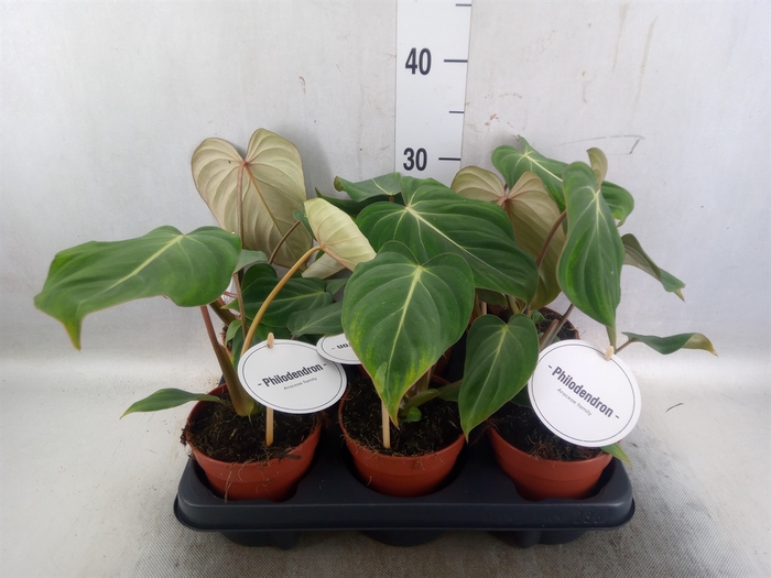 <h4>Philodendron gloriosum</h4>