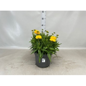 Coreopsis grand. 'Solena'