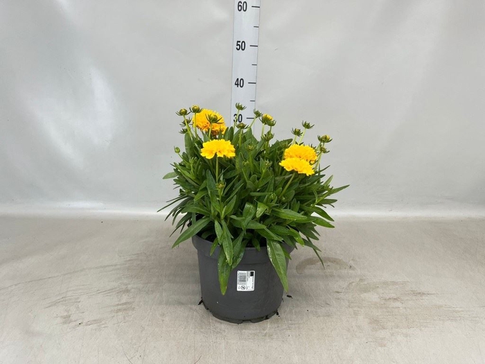<h4>Coreopsis grand. 'Solena'</h4>