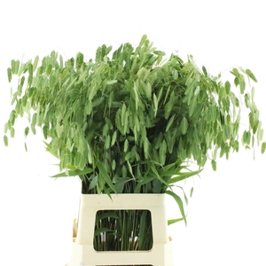 Chasmanth Latifolium