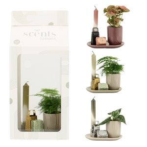 90710: Scents arrangement