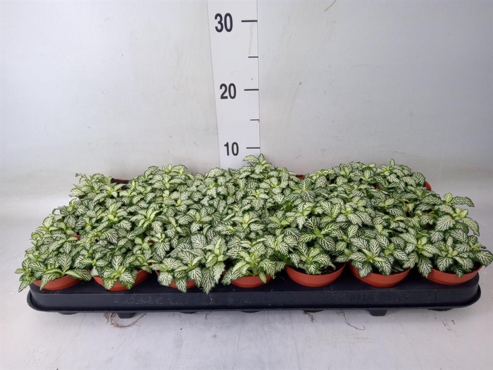 <h4>Fittonia  'Mosaic White Tiger'</h4>