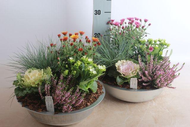 <h4>ARR TUINPLANTEN</h4>