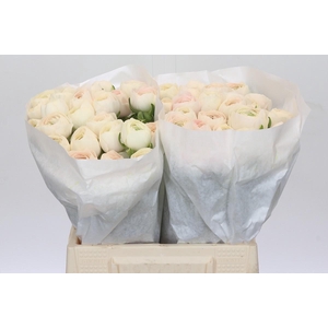 Ranunculus Clooney Hanoi