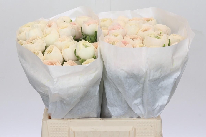 <h4>Ranunculus Clooney Hanoi</h4>