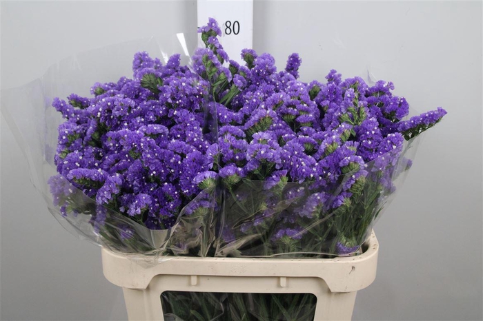 <h4>Lim S Levis Wings</h4>