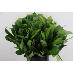 LAURIERBLAD PER STEM 055CM