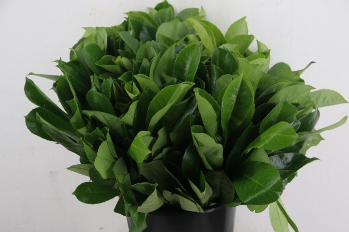 <h4>LAURIERBLAD PER STEM 055CM</h4>