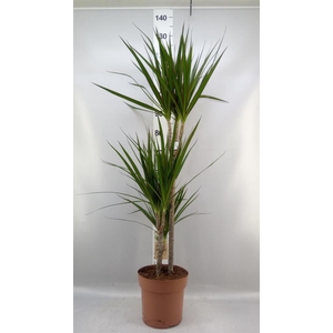 Dracaena marg.