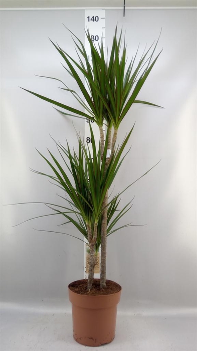 <h4>Dracaena marg.</h4>