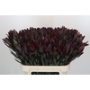 Leucadendron Saf Sunset Dark R.
