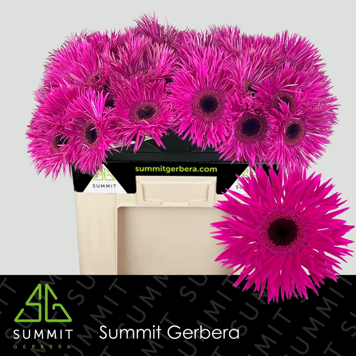 <h4>Gerbera Spider Nola Water</h4>