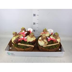 Arr.  Hippeastrum  L%