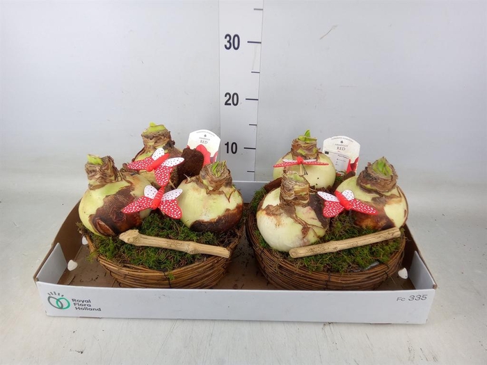 <h4>Arr.  Hippeastrum  L%</h4>