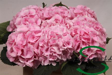 <h4>Hydr M Ch Verena Pink 50cm</h4>