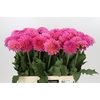 Dahlia Barbados
