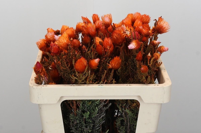 <h4>Kaaps Groen Phaenocoma Oranje</h4>