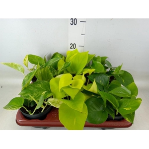 Epipremnum pinn.   ...mix