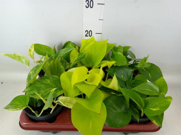 <h4>Epipremnum pinn.   ...mix</h4>