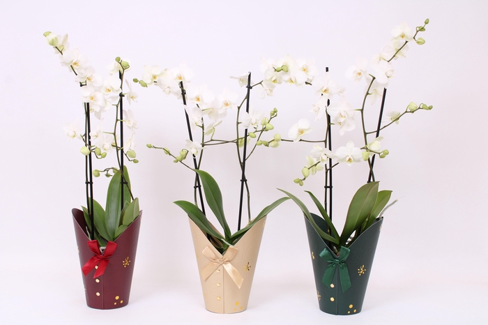 <h4>Phal. Multiflora "Venice" 2-tak Kerstpotcover</h4>