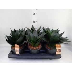 Sansevieria cyl.  ...