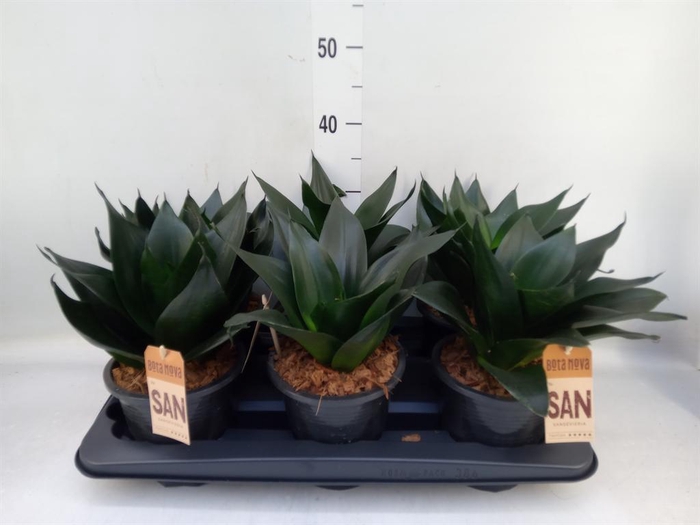 <h4>Sansevieria cyl.  ...</h4>