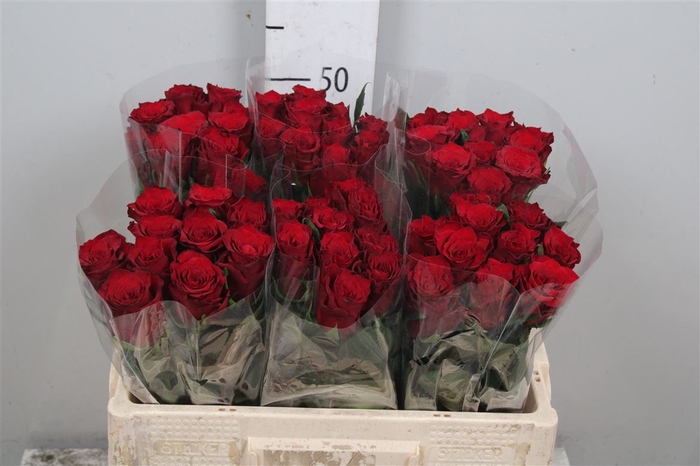 <h4>R Gr Infrared</h4>