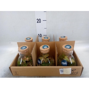 Arr.    Planten  L%