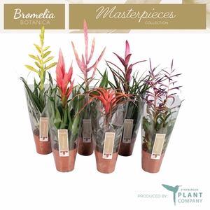 Tillandsia gemengd