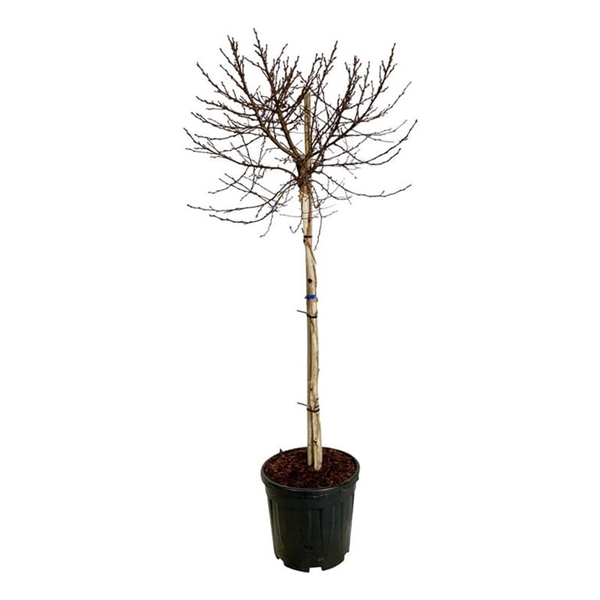 <h4>Betula utilis Magical Globe</h4>