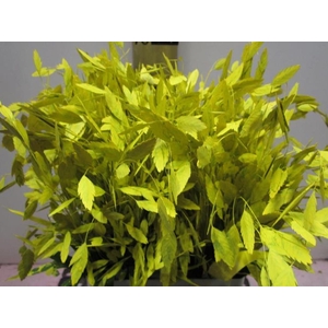 Chasmanthium Geel