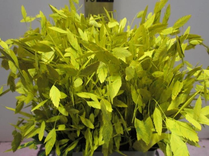 <h4>Chasmanthium Geel</h4>