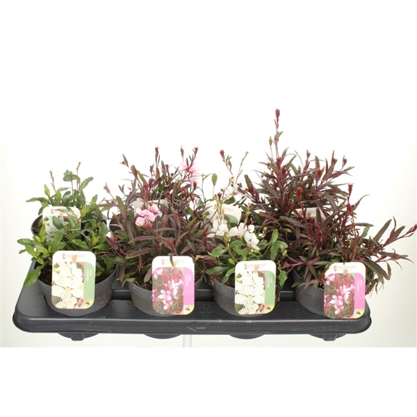 <h4>Gaura lind. mix</h4>