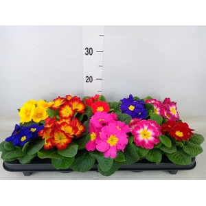 Primula ac.   ...mix