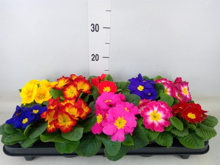 <h4>Primula ac.   ...mix</h4>