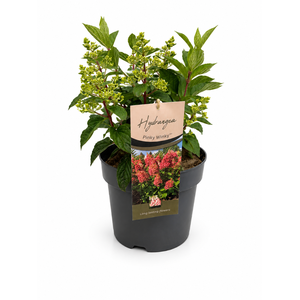 Hydrangea Pan. Pinky Winky