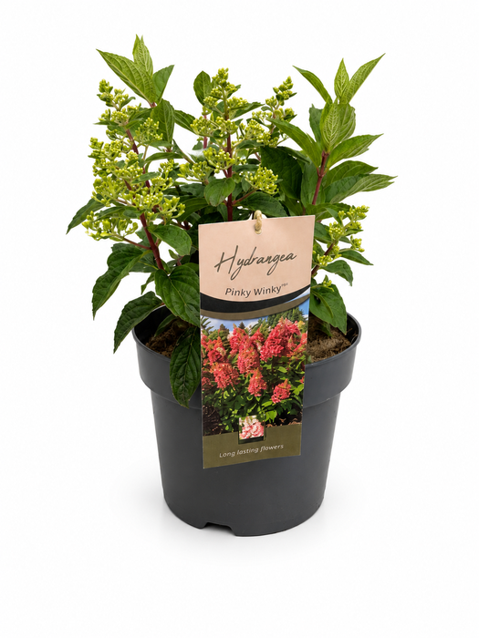 <h4>Hydrangea Pan. Pinky Winky</h4>
